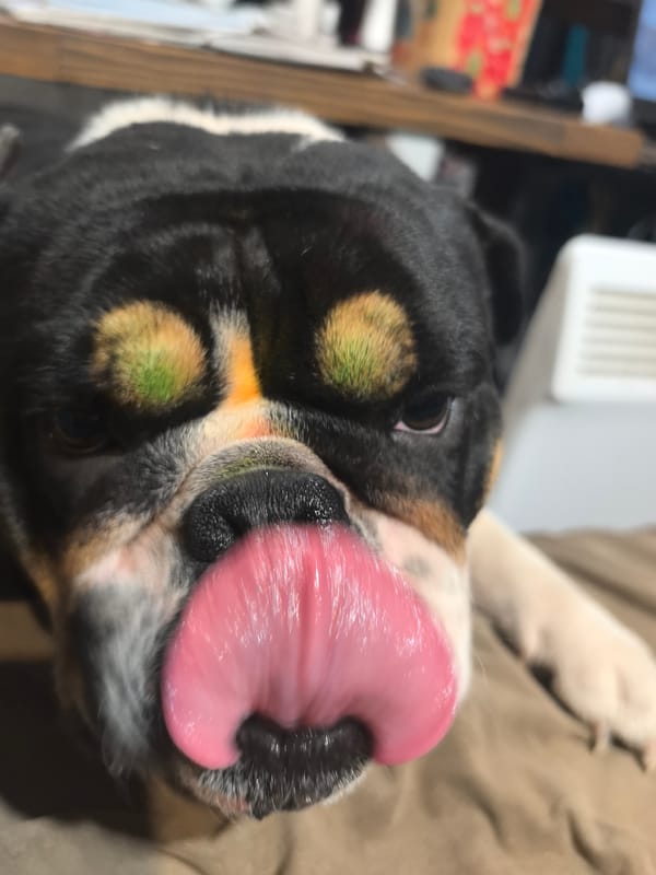 Woman and bulldog share quiet moment in Russian home