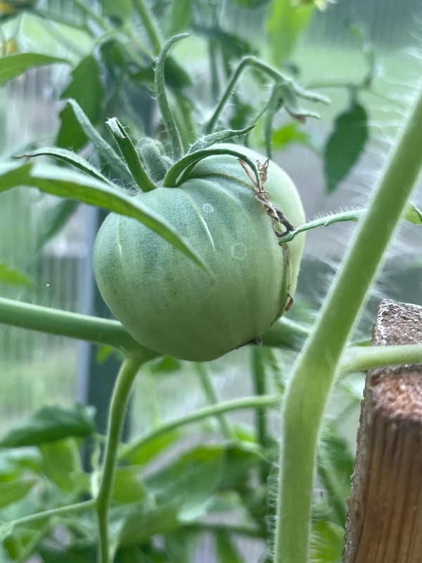 Summer garden in full swing, Bogorodsk backyard