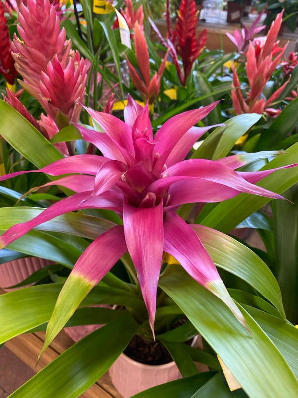 Morning visit to garden center in Thiers documents flowering plants