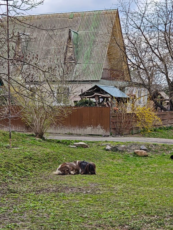 Ponies and donkeys graze peacefully in rural Khrinivka, Ukraine