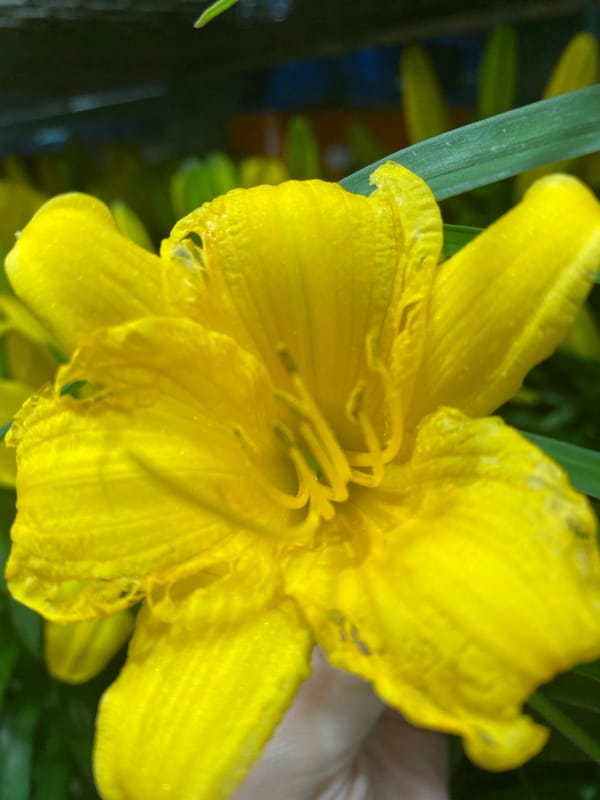 Yellow lilies and purple blooms, up close in Pointe-Claire