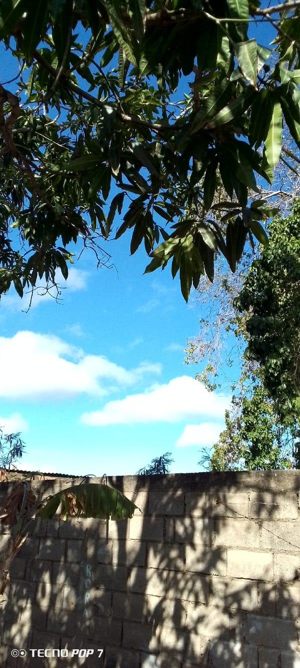 Venezuelan witness documents tortoises, parrot, solar eclipse in 30-minute span