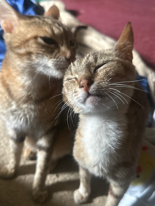 Cats relaxing indoors in Jos, Nigeria