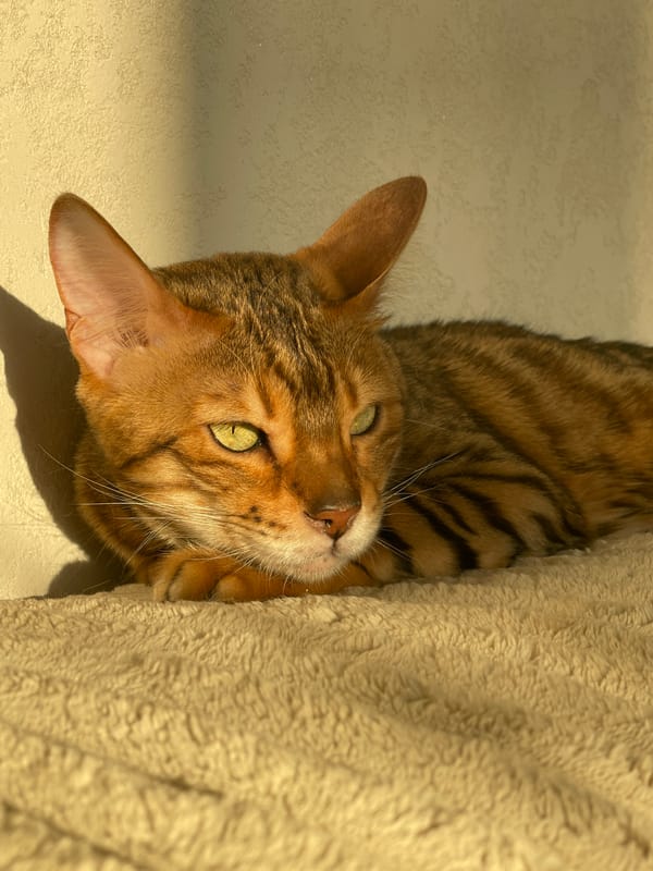 Kid and Bengal cat share a lazy afternoon at home