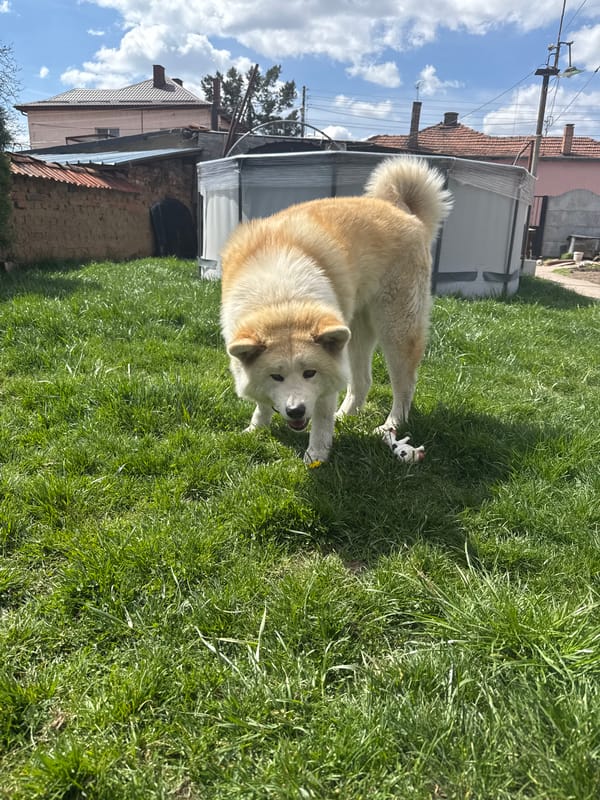 Akita dog and spring flowers captured in Novi Iskar yard
