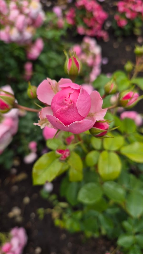 Krāslava town center: roses, a Viking fountain, and quiet streets