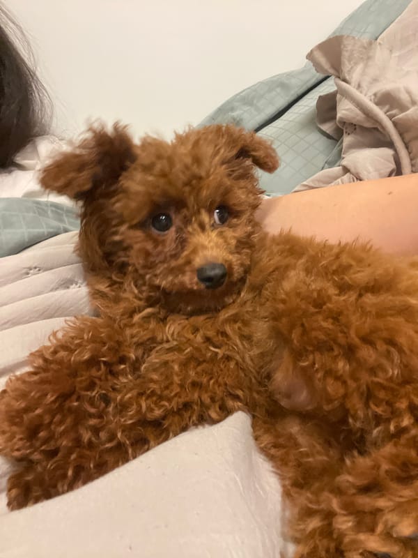 Woman and brown poodle share quiet evening moments in Sofia