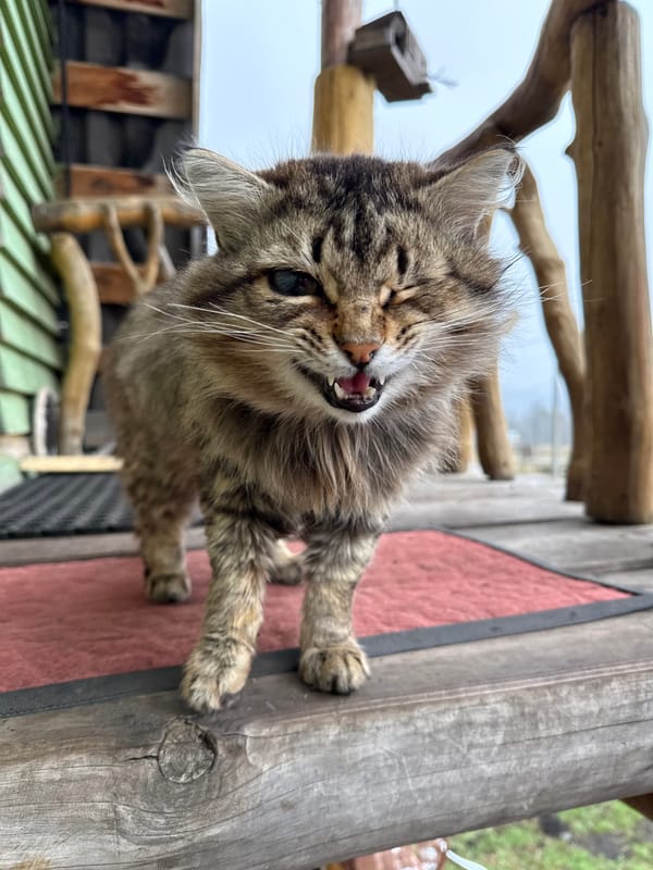 Tabby cat grooming session observed on wooden porch in Tyulyuk