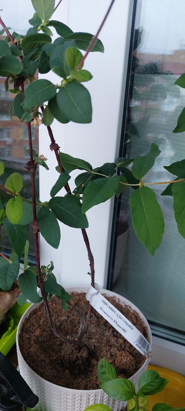 Krasnoyarsk apartment neighborhood, from windowsill plants to aerial views