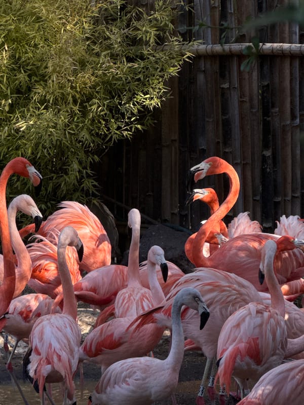 Evening wildlife viewing documented at Africam Safari Mexico