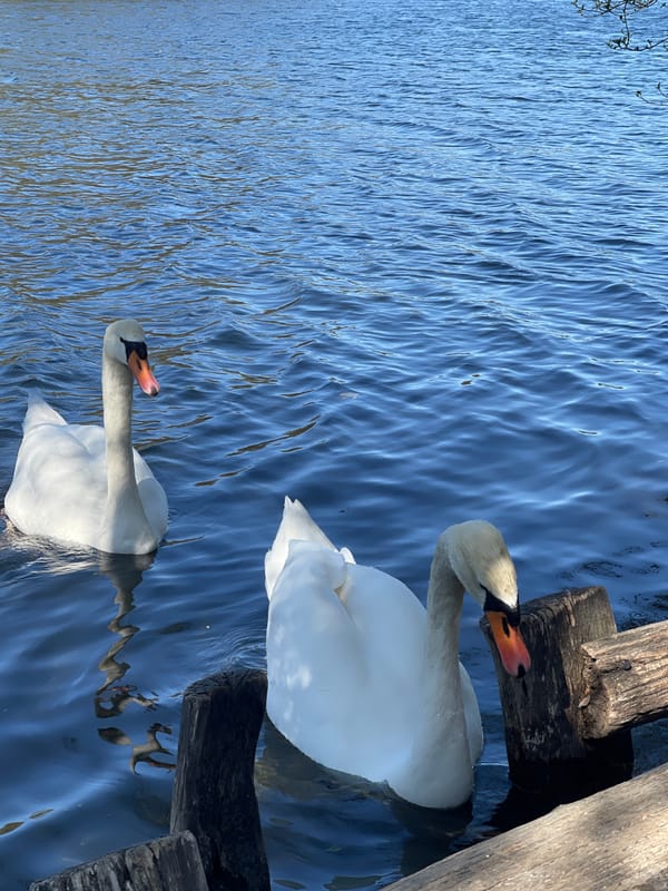 Two mute swans spotted swimming in Berlin waterway
