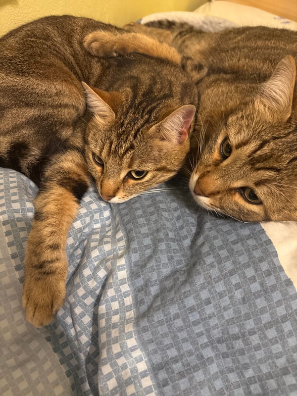 Two tabby cats rest on bed in Goritsa, Bulgaria