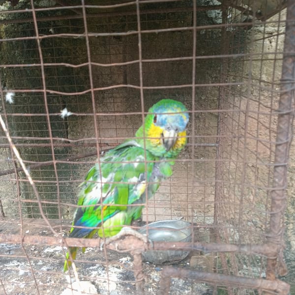 Caged parrot and selfies from an afternoon in Duaca