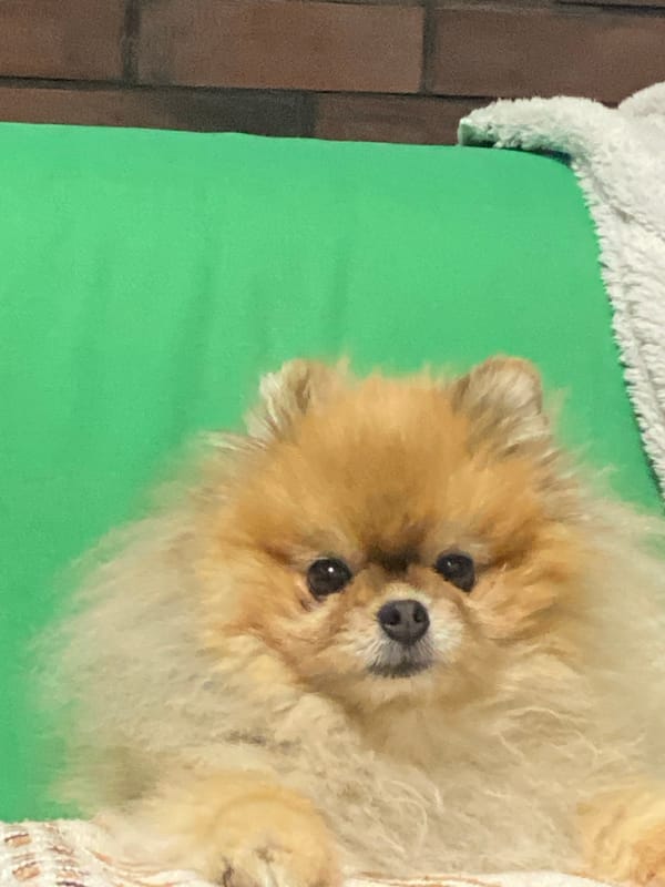 Pomeranian relaxes in cozy Semyonov living room
