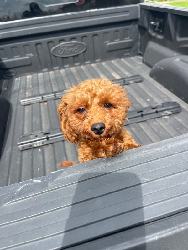 Dog spotted riding in pickup truck bed in Bulgaria
