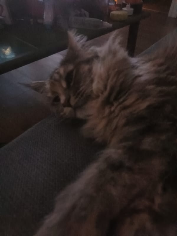 Tabby cat photographed resting on furniture in Leuven home