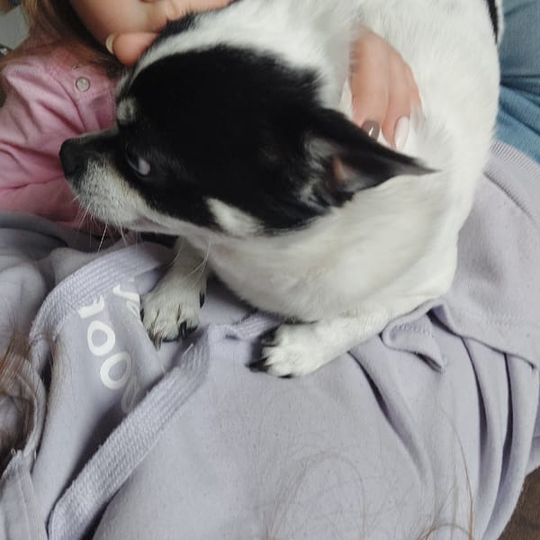 Chihuahua rests on owner in lavender sweatshirt in Haskovo