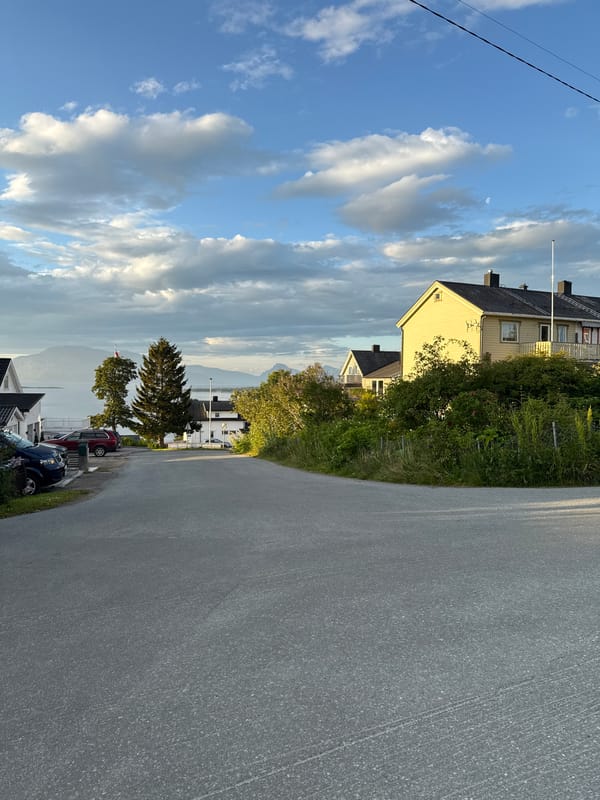 Sunset evening at home in Harstad with a calico cat
