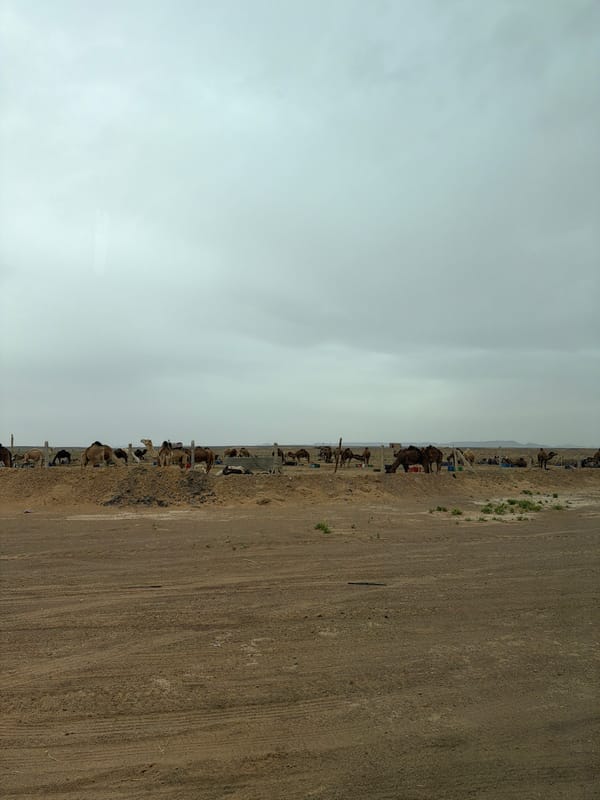 Camel market documented in Rissani, Morocco on cloudy day