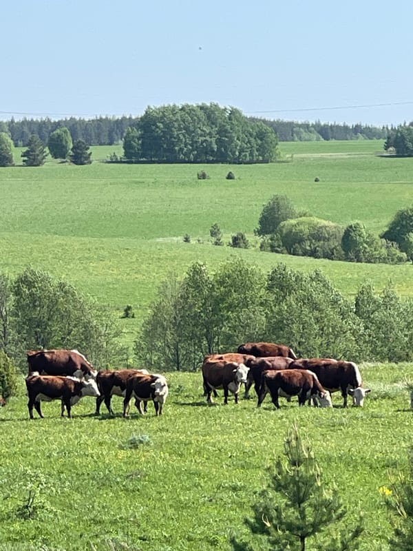 Runner and cattle captured in rural Russian countryside