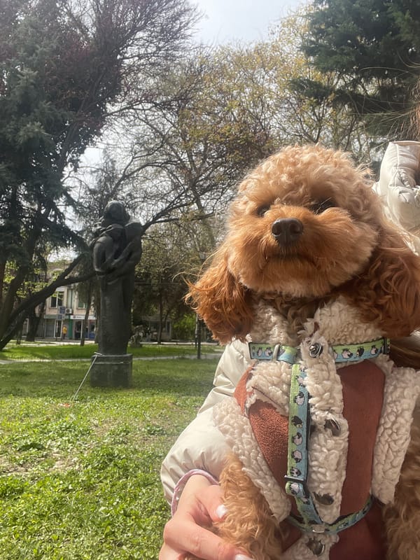 Poodle in sheep-pattern vest spotted in Pazardzhik park