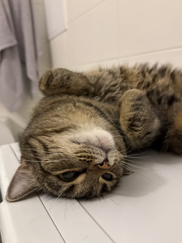 Tabby cat in full relaxation mode, Moscow