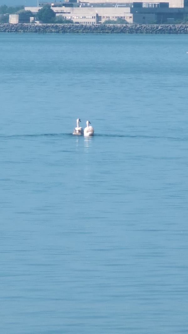 Swans swim near docked cargo ship in Burgas Bay
