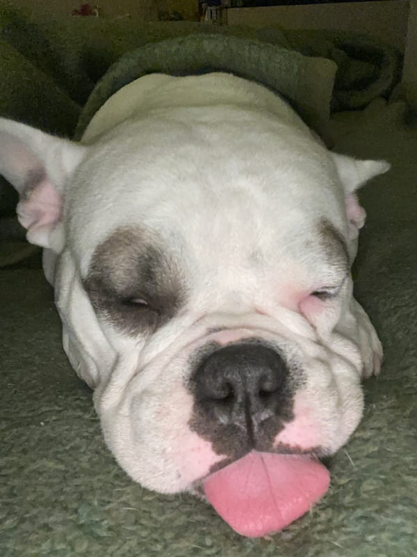 French bulldog sleeps indoors in Greek home setting