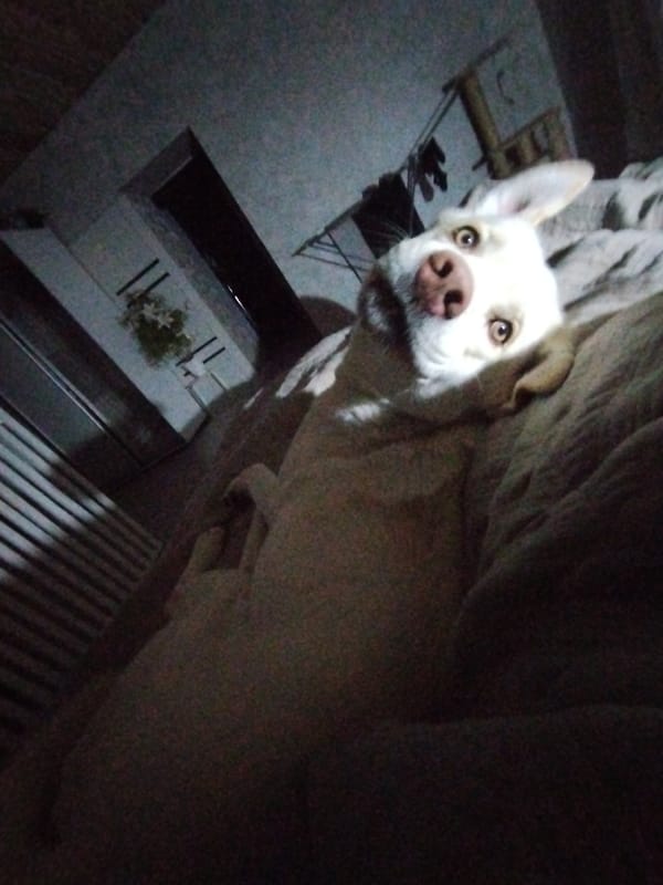 Woman enjoys quiet evening at home with pets in Russia