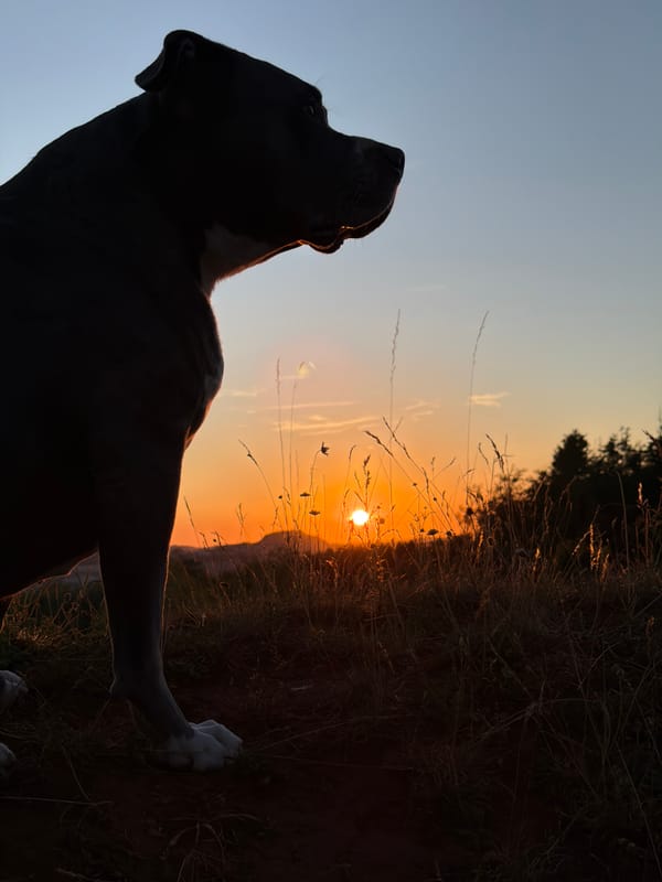 Dog silhouetted against a Luxembourg sunset