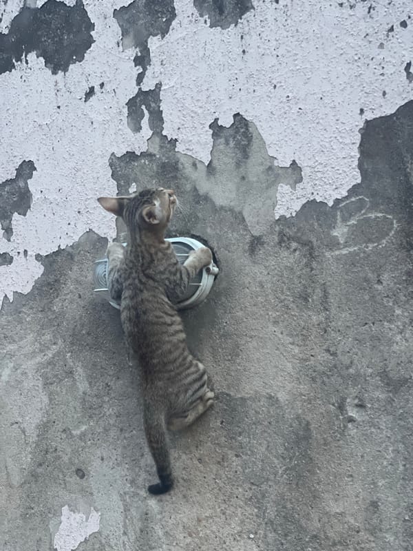 Tabby cats climb buildings, interact with residents in Lokoja