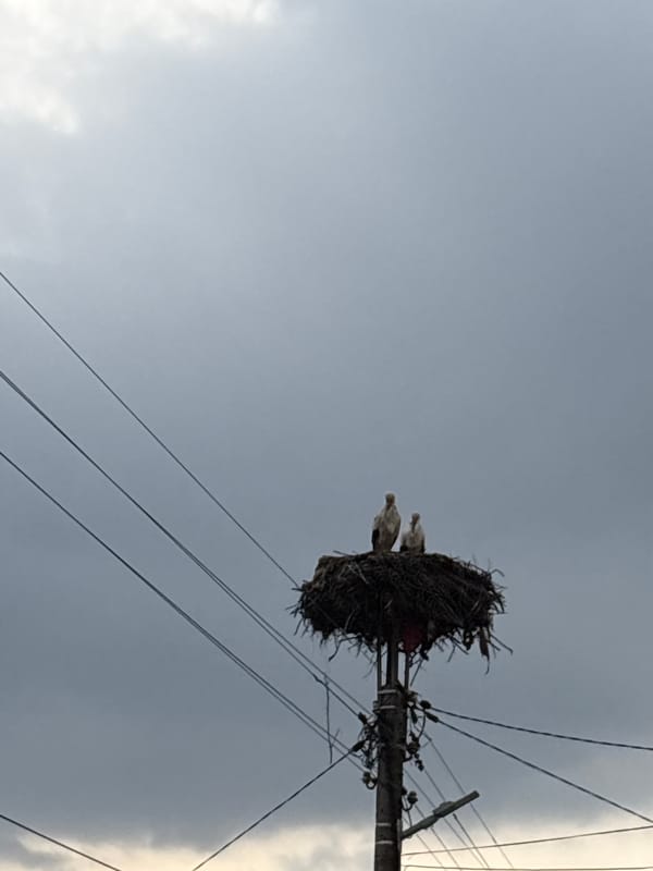 White birds nest on utility pole in Bulgaria