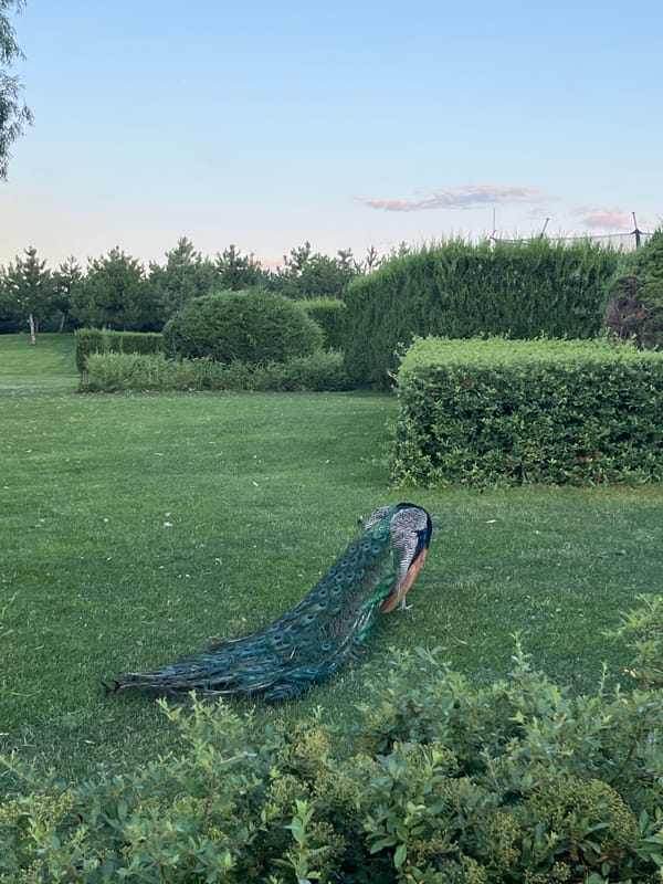 Peacock and geese roam a park-like estate in Dnipro