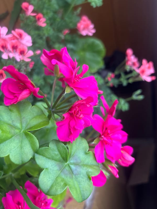 Geranium flowers photographed in bloom in Kazanlak, Bulgaria