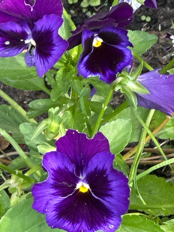 Close-up tour of a blooming summer garden in Podolsk