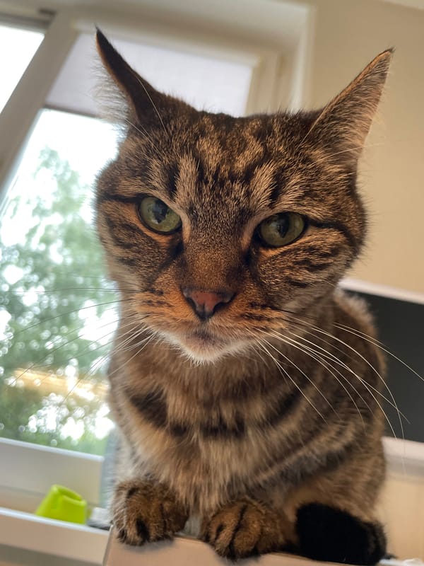 Tabby cat commandeers the camera from a gray blanket