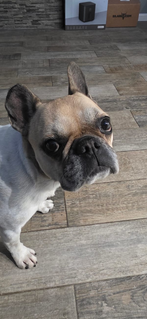 French Bulldog photographed looking up at camera in Sofia