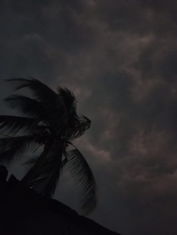 Strong winds bend palm tree under dark skies in Nigeria