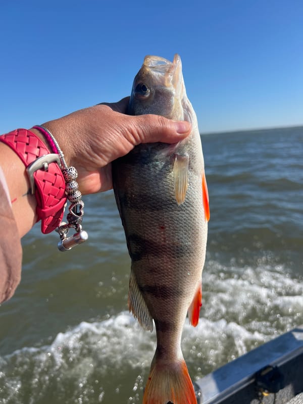 Freshly caught perch at a fishing spot in Novopichugovo, Russia