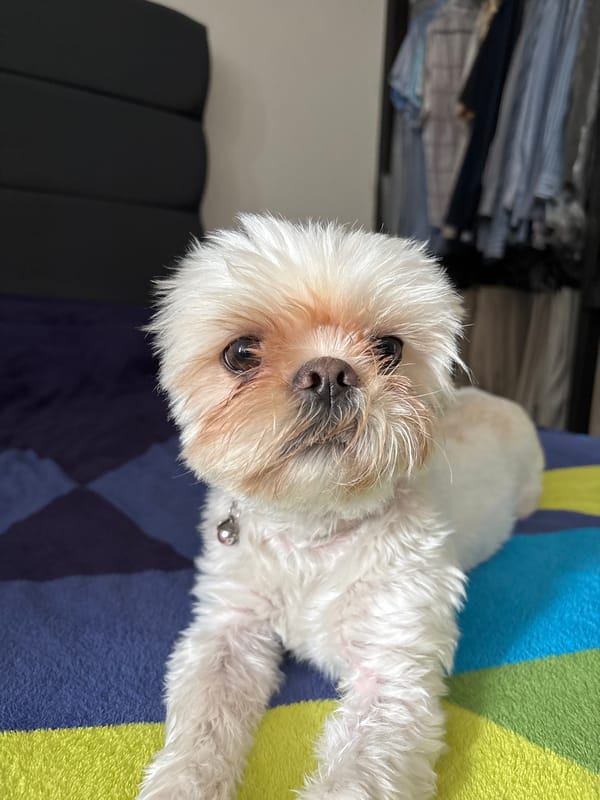 White dog rests on striped blanket in Mexican home