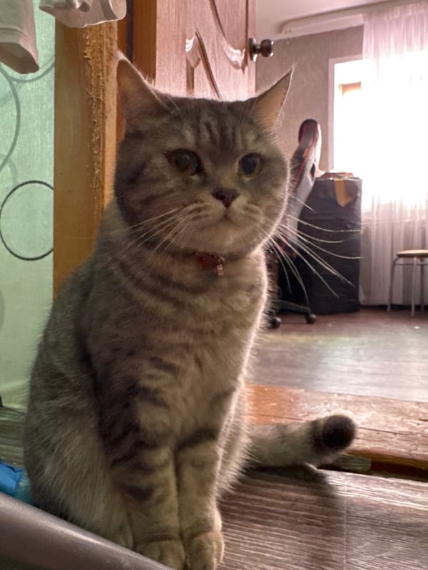 Domestic scenes captured in Russian home: cat, child, artwork