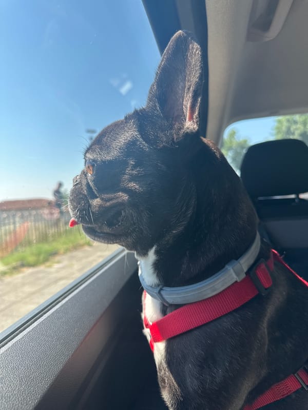 French bulldog enjoys a car ride through Pesnopoy, Bulgaria