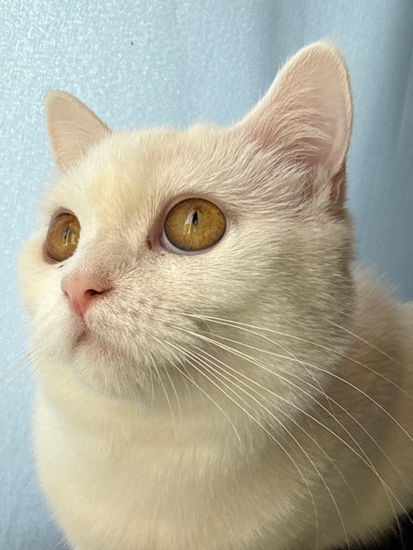 White cat on a ledge, multiple angles, one curious morning