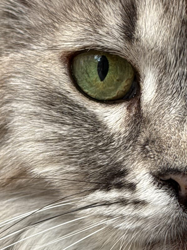 Close-up cat portraits featuring green eyes and tabby patterns
