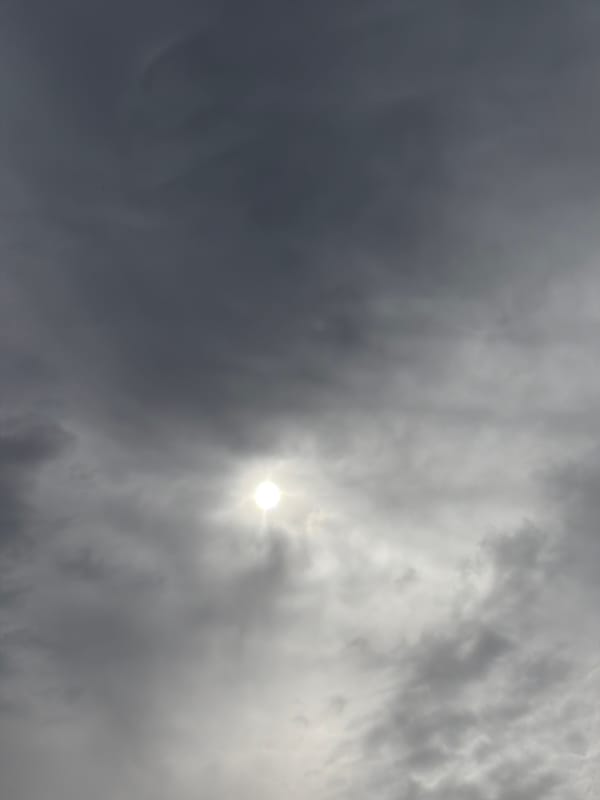 Spring wildflowers bloom under overcast skies, April 14