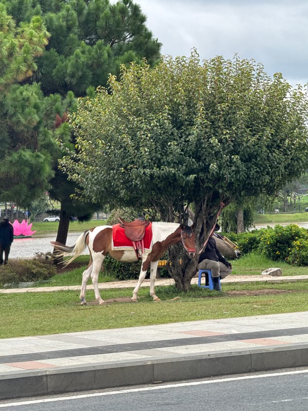 Morning tourist scenes captured around Da Lat, Vietnam