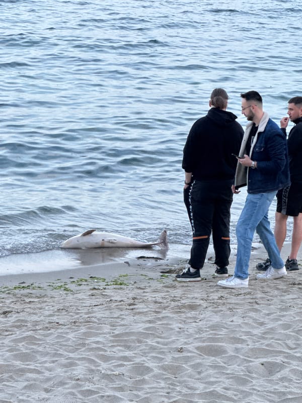 Dead dolphin washes ashore on Varna beach, witnessed by three men