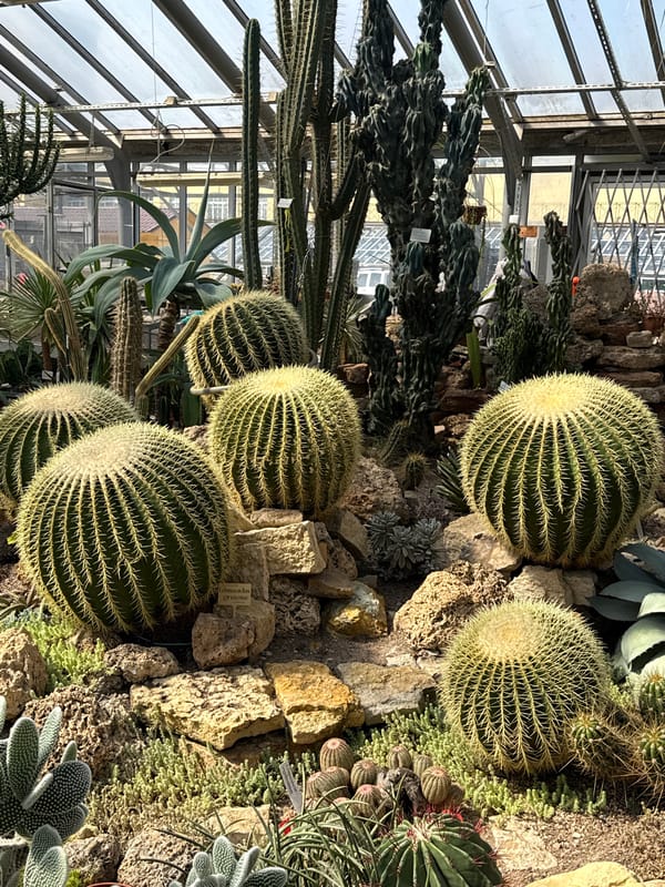 Cacti and succulents in a Saint Petersburg greenhouse