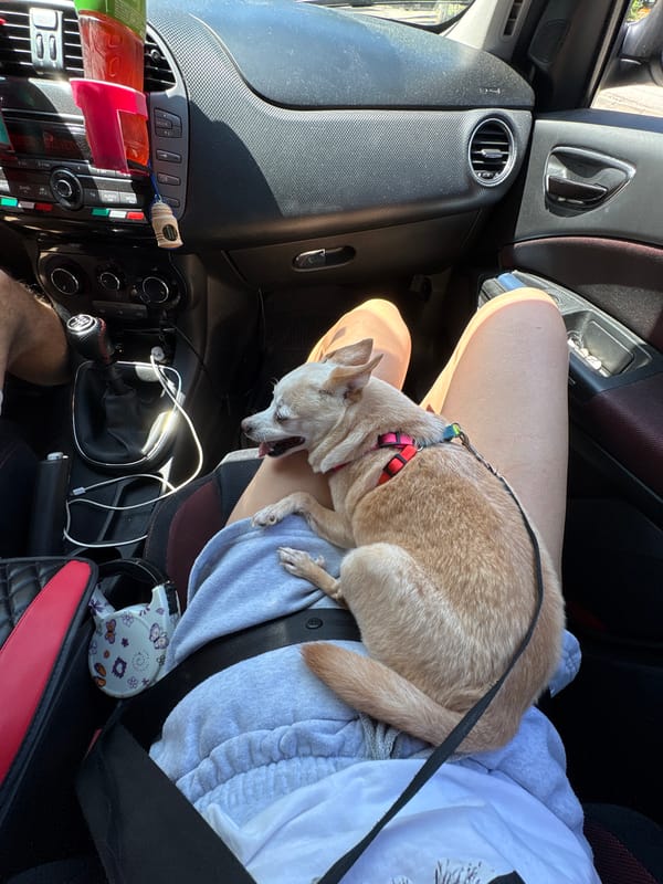 Chihuahua riding along in a parked Fiat, Vratsa