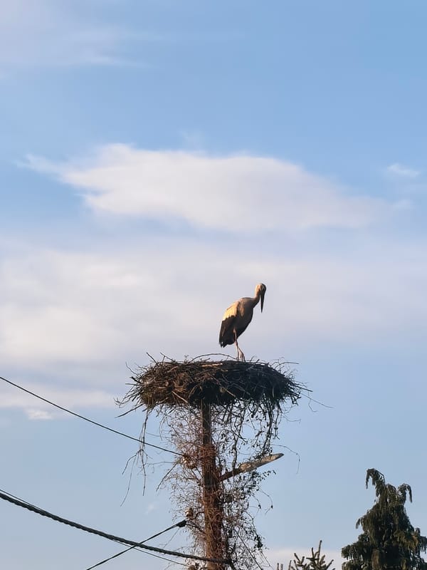 Stork nests atop utility pole in Bulgarian town